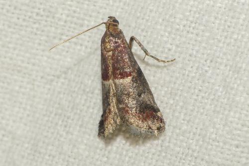 Réf. 262 525 : Acrobasis marmorea